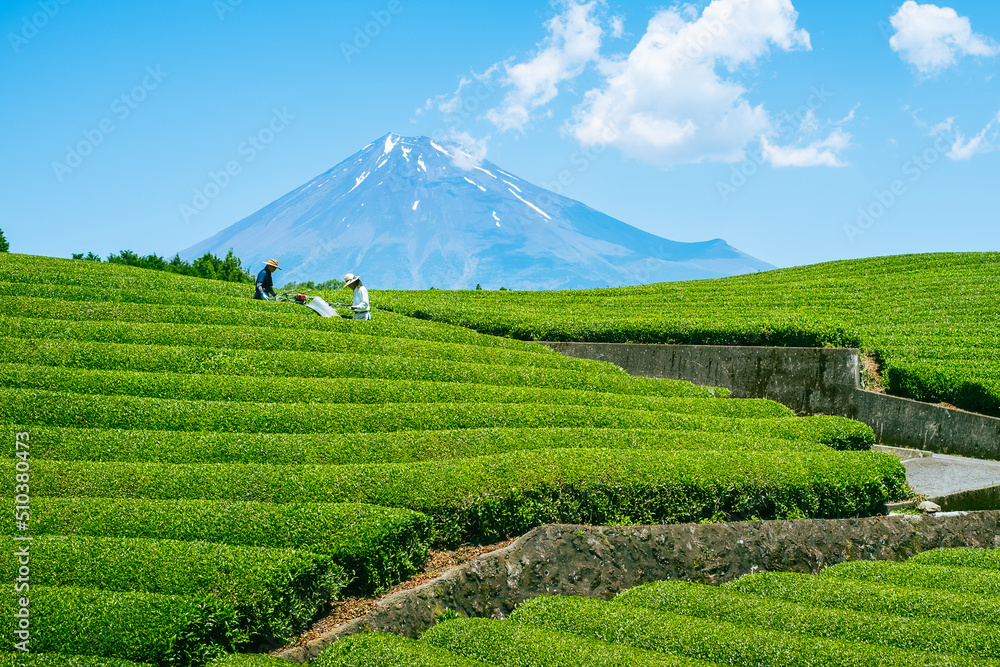 Fuji, Shizuoka, Japan-June 1, 2022: farmer picking tea leaves using a machine in a tea garden with mount fuji in the background