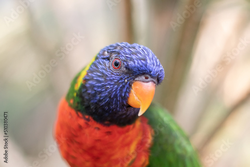 Close-up of one curious rainbow lorikeet looking straight into the camera