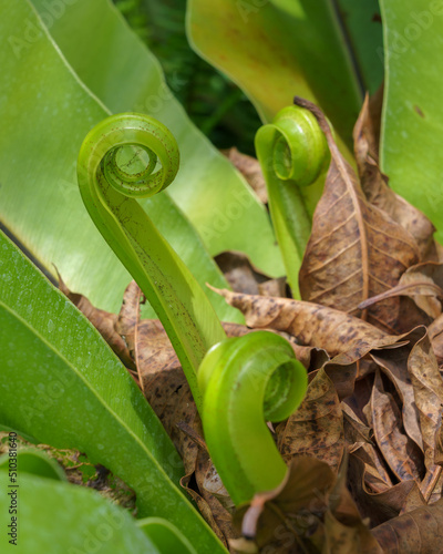 Closeup detail view of fresh green young fronds or leaves of asplenium nidus aka bird s nest fern outdoors in tropical garden