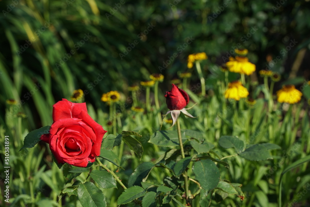 Red rose on the floral background Red rose on the floral background