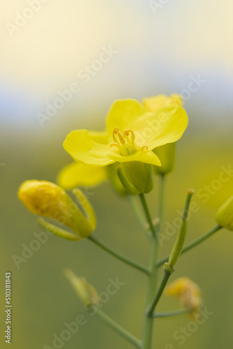 Yellow flower in the spring sun.