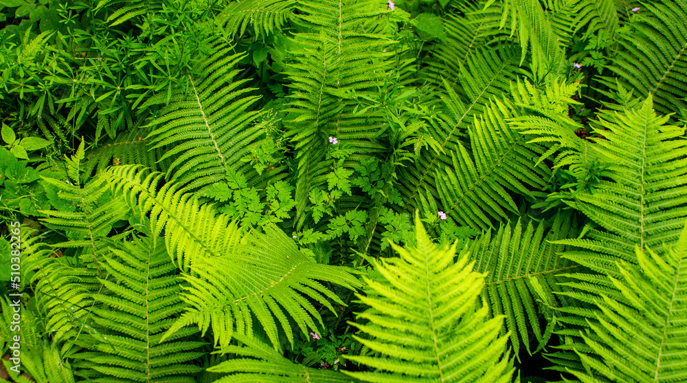 green fern leaves - obrazy, fototapety, plakaty 