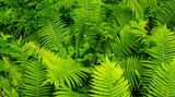 green fern leaves