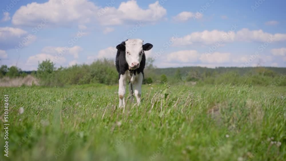 A young black and white calf on a dairy farm. Newborn cow. The calf is grazing in the meadow. A young calf in black and white. A young black and white calf on a dairy farm. Newborn cow. The calf is grazing in the meadow. A young calf in black and white.