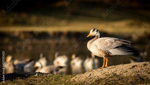 bar headed goose portrait in natural green background and golden hour sunset light during winter migration at keoladeo national park or bharatpur bird sanctuary rajasthan india asia - anser indicus