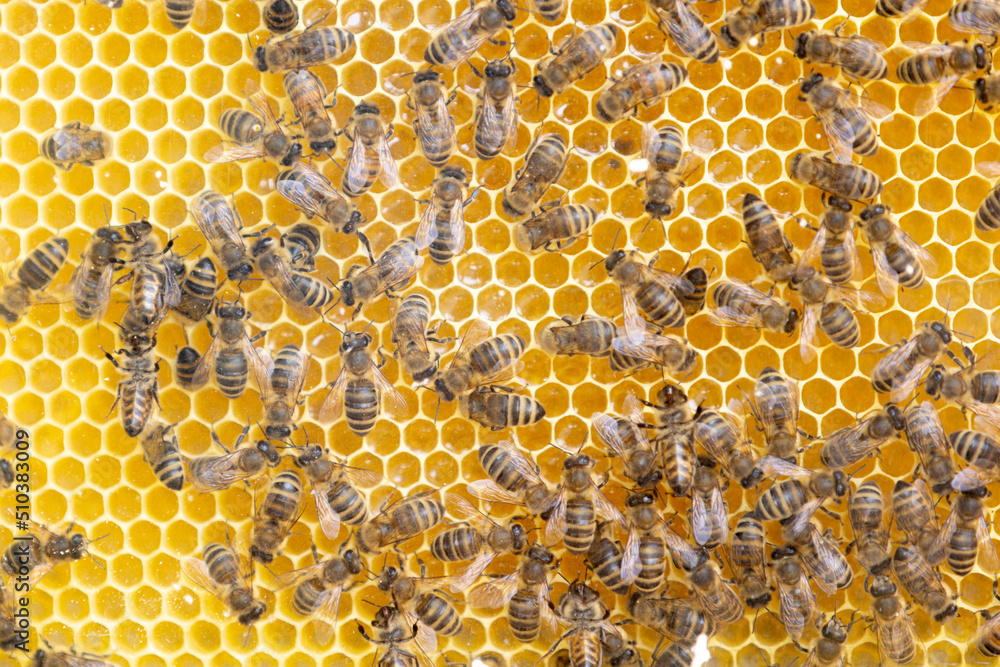 Bienen auf Honigwaben Bienen auf Honigwaben