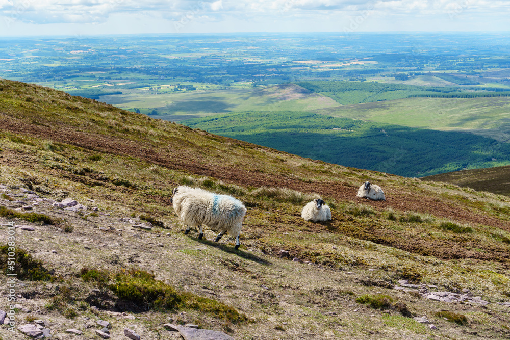 Fototapeta premium Sheep grazing in the mountains on a steep slope.