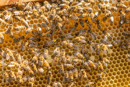 Bienen auf Honigwaben