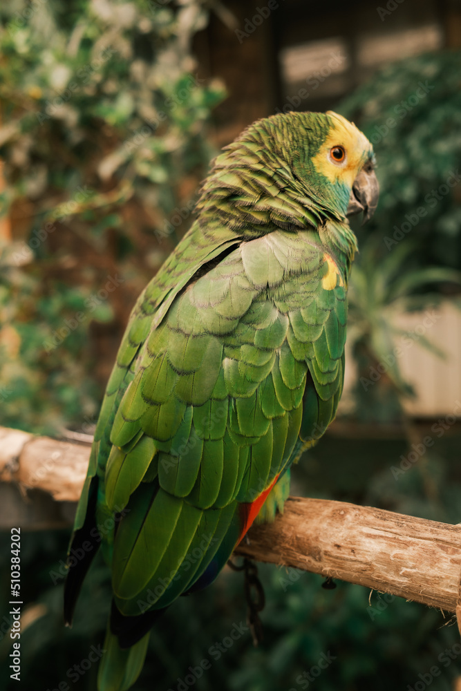 Obraz premium Cuban amazon parrot