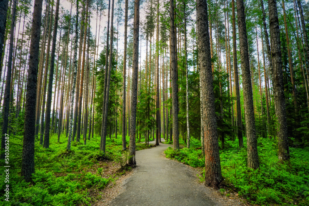 Spruces, pines and birches in the Karelian forest. Beautiful park. Road through the forest. Spruces, pines and birches in the Karelian forest. Beautiful park. Road through the forest.