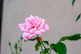 pink rose on a wooden background