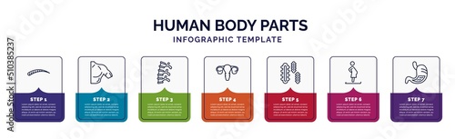 infographic template with icons and 7 options or steps. infographic for human body parts concept. included human eyebrow, men shoulder, human spine, uterus, three bacteria, woman pregnant, stoh with