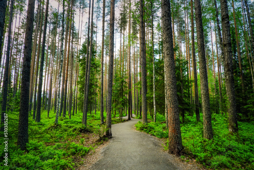 Spruces  pines and birches in the Karelian forest. Beautiful park. Road through the forest.