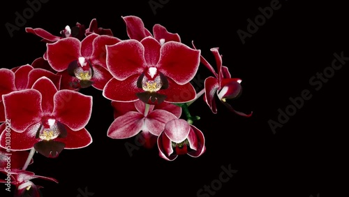 beautiful blooming pink orchid blossomed