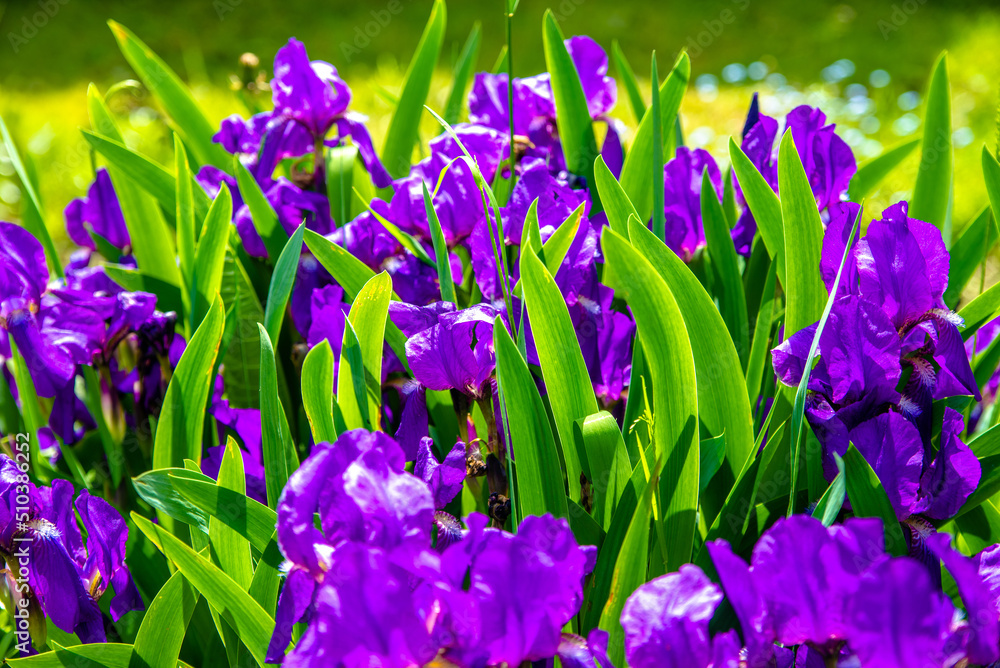 violet irises bloom in the botanical garden
