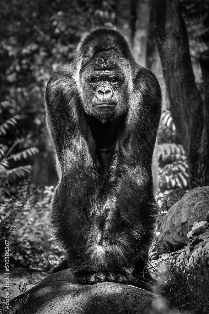 Portrait of a gorilla (western lowland gorilla ) Portrait of a gorilla (western lowland gorilla )