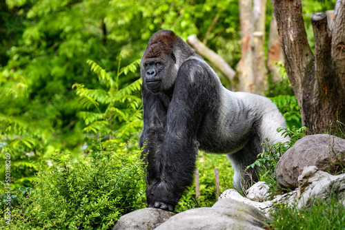 Portrait of a gorilla (western lowland gorilla )