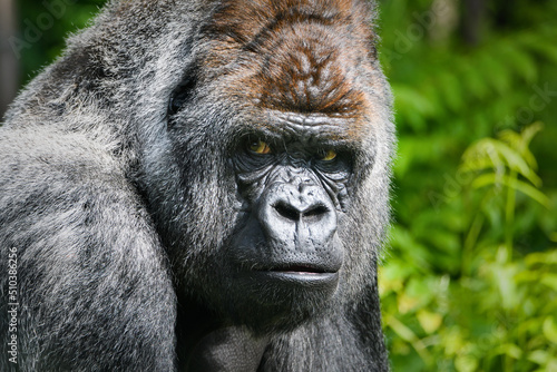 Portrait of a gorilla (western lowland gorilla ) © wusuowei
