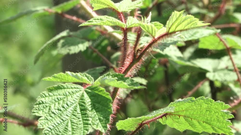 A delicate, young bush branch, with red thorns, slowly swinging in the light wind on a sunny spring morning. A delicate, young bush branch, with red thorns, slowly swinging in the light wind on a sunny spring morning.