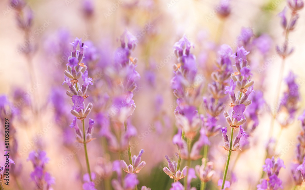 Lavender flowers in flower garden. Lavender flowers lit by sunlight