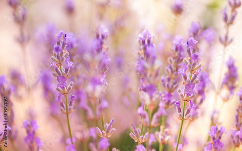 Lavender flowers in flower garden. Lavender flowers lit by sunlight