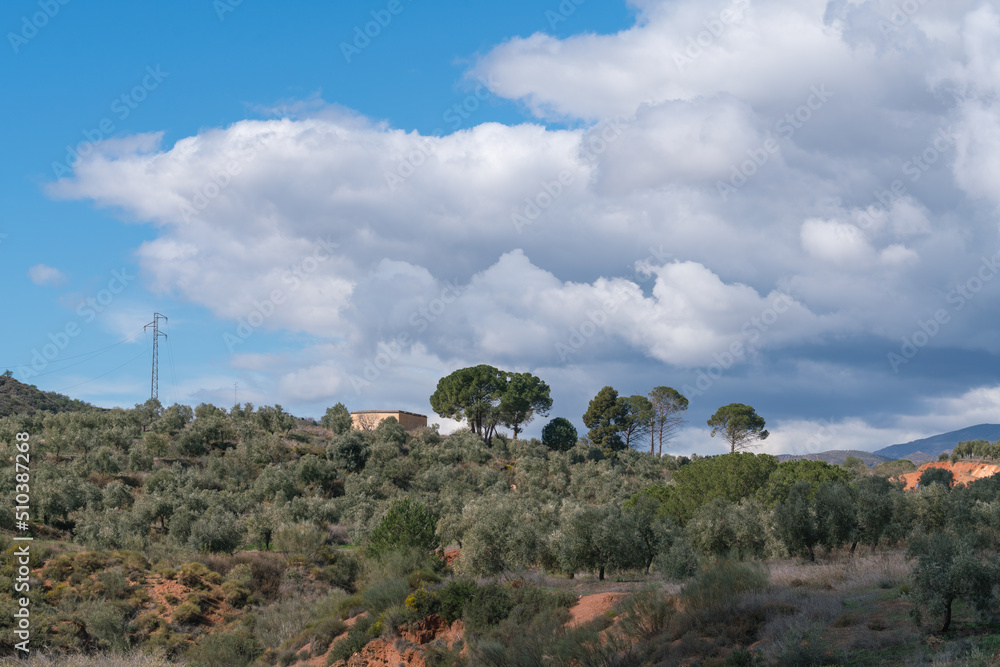 olive cultivation in the south of Spain olive cultivation in the south of Spain