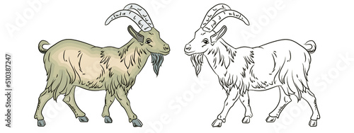 Vector image, goat. Isolated on a white background. Black and white and color drawing, coloring book for children. 