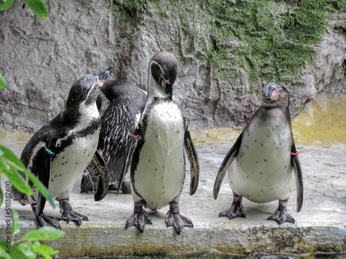 Pinguine