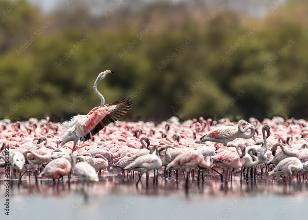 Naklejka premium A flock of lesser flamingo