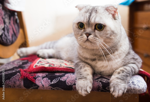 Gray scottish fold cat lying on soft stool seat at home