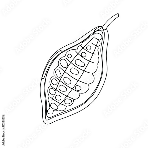 Black and white sketch of a cocoa fruit. Cocoa plant vector illustration. 