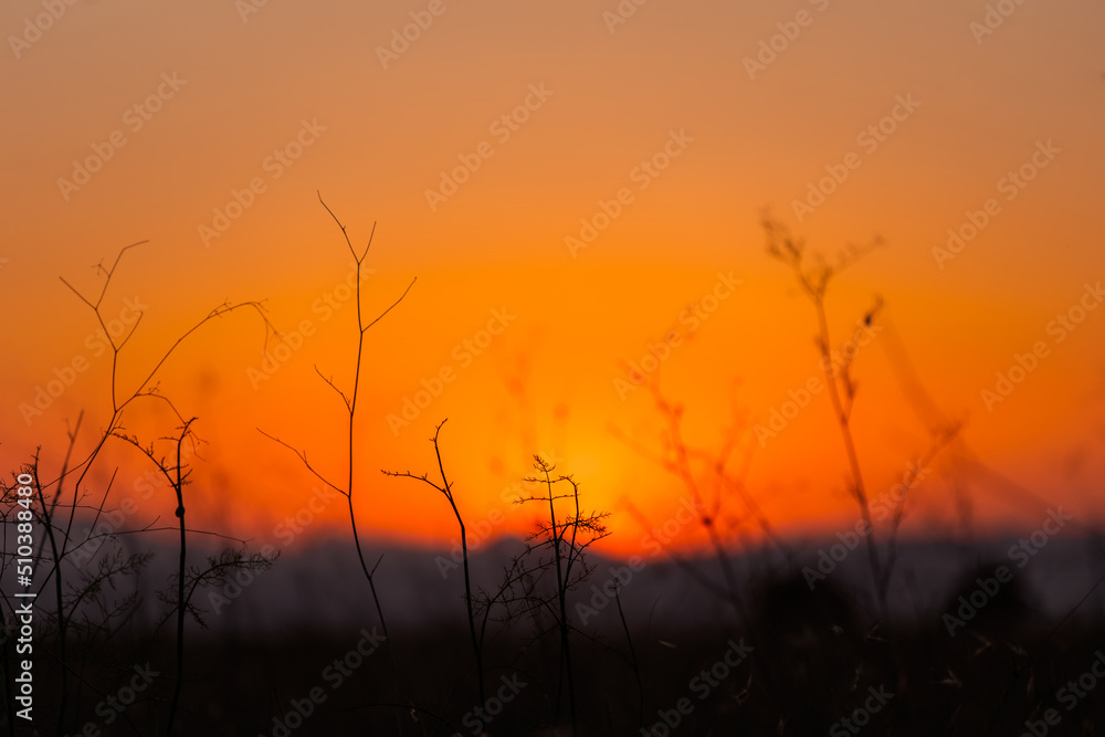 Sunset in Rural Area over the field. Late Evening photo Shoot with Shallow Depth Of field. Sunset in Rural Area over the field. Late Evening photo Shoot with Shallow Depth Of field.