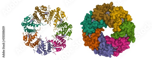 Human mitochondrial caseinolytic protease P (ClpP) in complex with the inhibitor ONC201. 3D cartoon and Gaussian surface models. chain id color scheme, PDB 6dl7, white background. photo