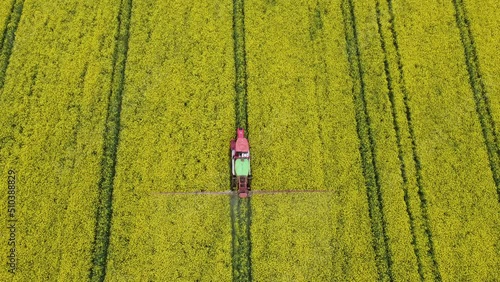 Aerial flight from the top of an agro rapeseed field with a rural combine harvester. Harvesting