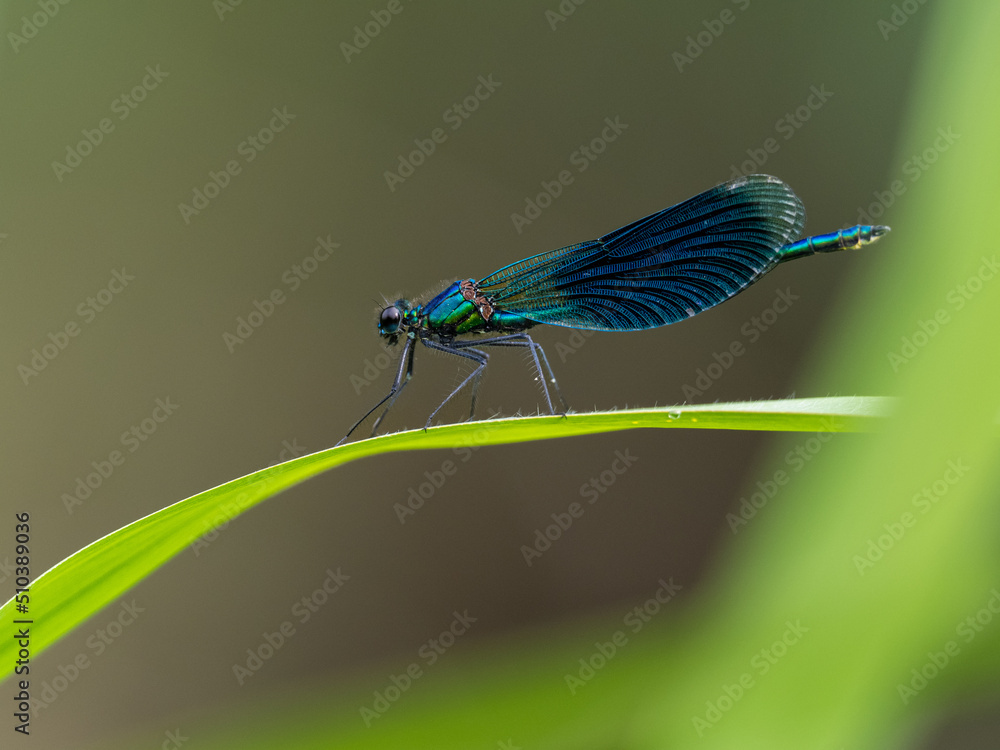 Libelle Libelle