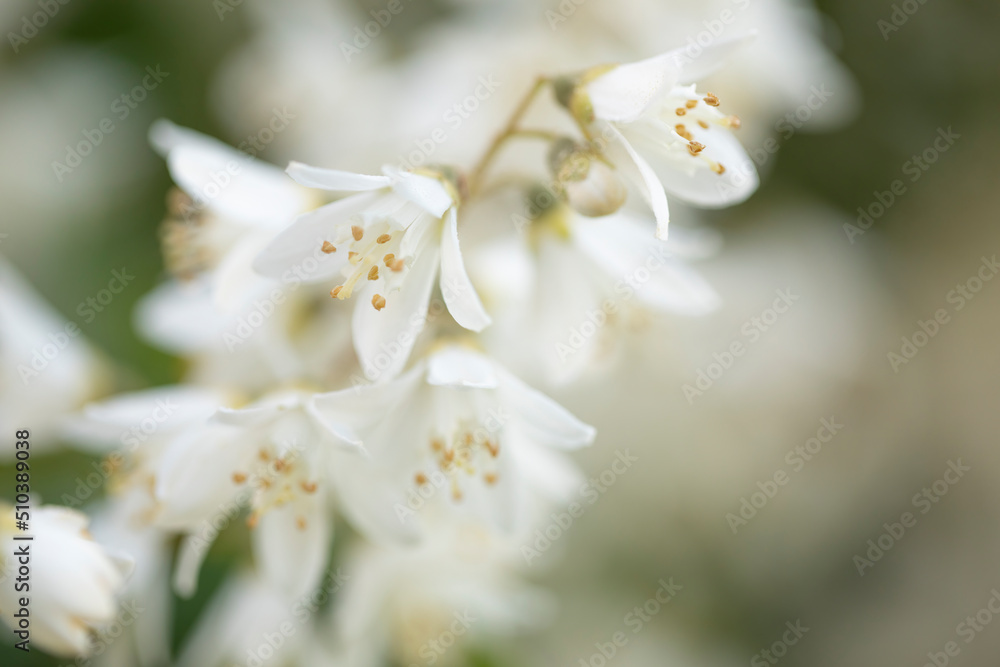 Blühende Deutzien (Deutzia) im Garten Blühende Deutzien (Deutzia) im Garten