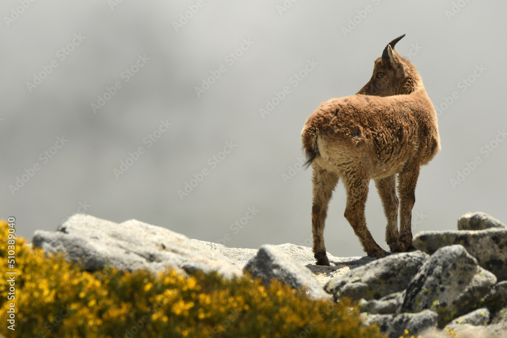 Obraz premium machos monteses en la sierra de gredos en primavera