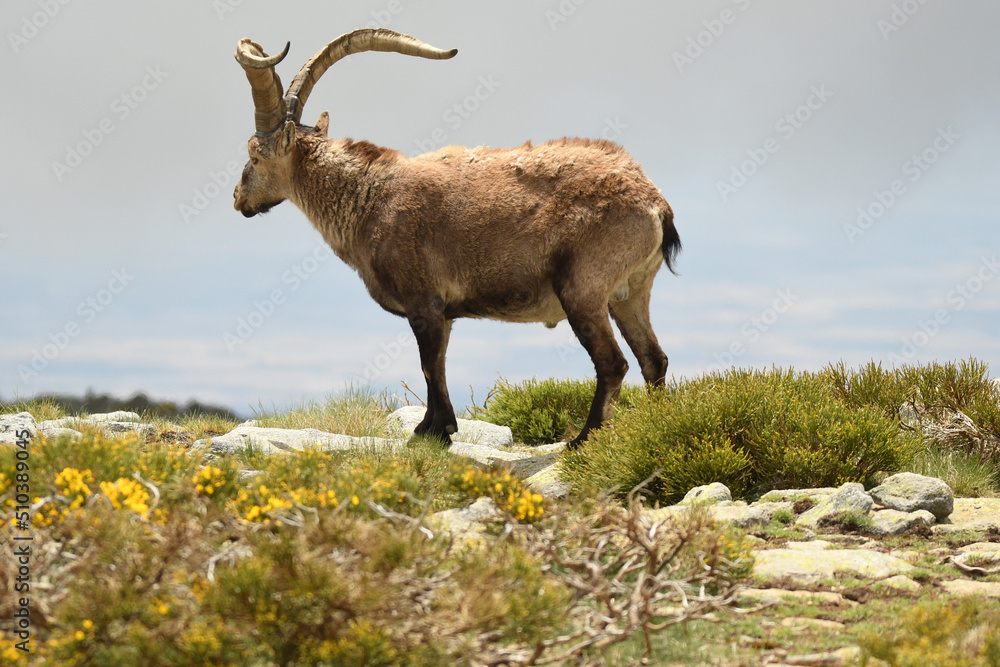 machos monteses en la sierra de gredos en primavera machos monteses en la sierra de gredos en primavera