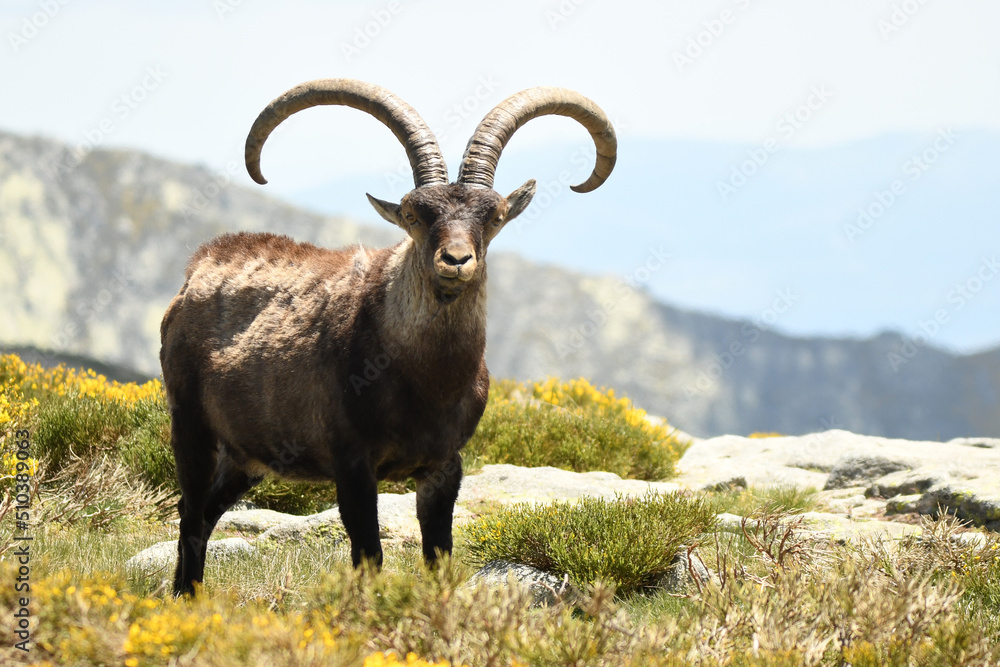 machos monteses en la sierra de gredos en primavera