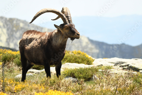 machos monteses en la sierra de gredos en primavera