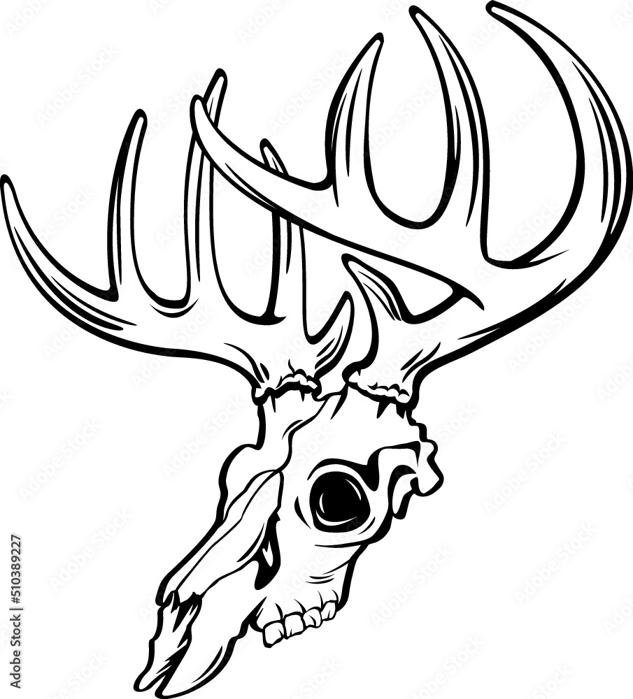 Whitetail Deer Buck Skull Vector Stock Vector Adobe Stock how-to-draw-deer-skull-easy-youtube