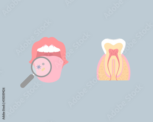 dental teeth and oral, mouth, tongue health care, internal organs tooth anatomy body part nervous system, vector illustration cartoon flat design clip art