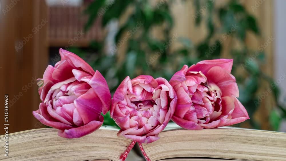 big beautiful tulip signed on the book big beautiful tulip signed on the book