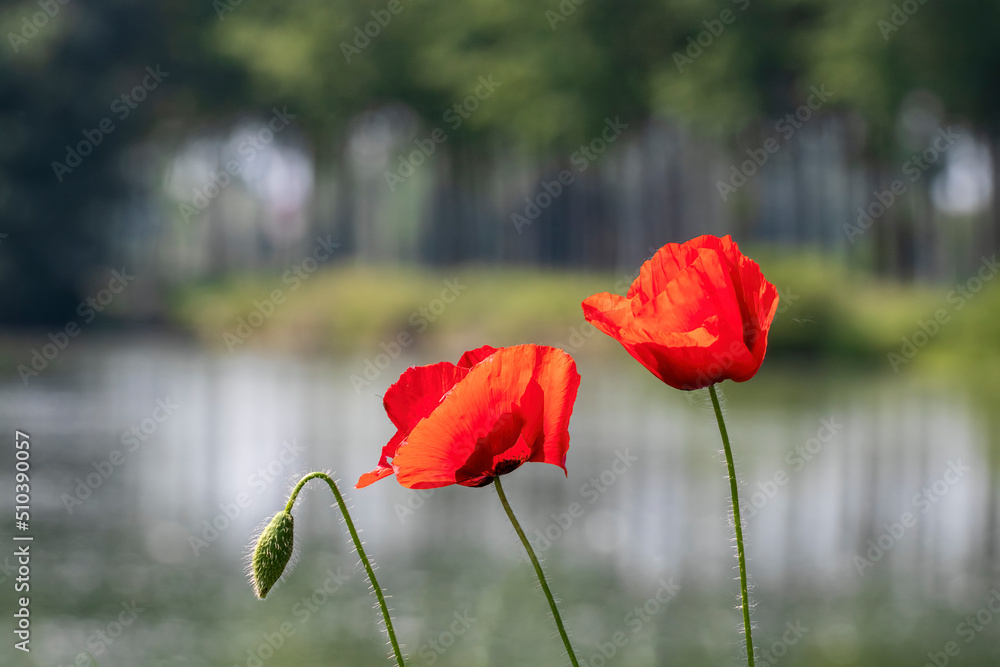 Obraz premium tre lungo il fiume