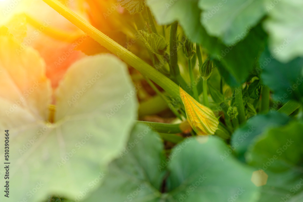 Close up of zucchini fruit, plants and flower grown in an ecological field Close up of zucchini fruit, plants and flower grown in an ecological field