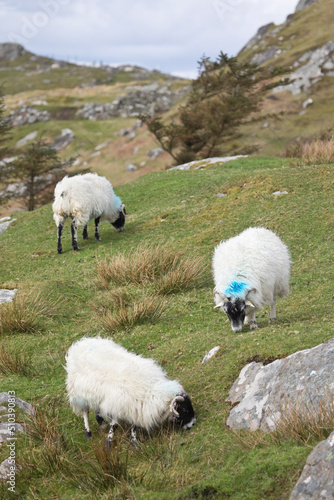 Sheep and lambs on the Isle of Lewis, Scotland, United Kingdom 