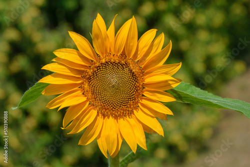 Nahaufnahme einer reifen Sonnenblume