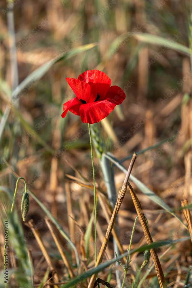 filed of red poppy flower with dew drops closeup filed of red poppy flower with dew drops closeup