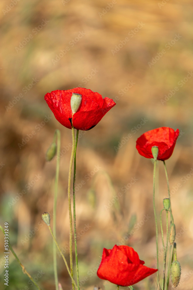 filed of red poppy flower with dew drops closeup filed of red poppy flower with dew drops closeup