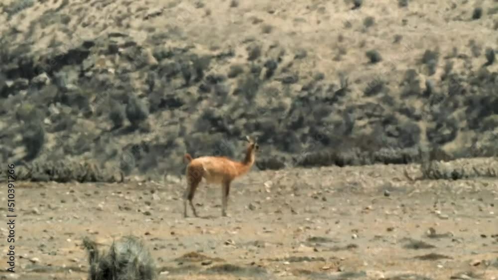 A Pair Of Guanaco Walking In A Barren Land On Hot And Humid Day In Atacama Desert, Chile. - Medium Shot A Pair Of Guanaco Walking In A Barren Land On Hot And Humid Day In Atacama Desert, Chile. - Medium Shot